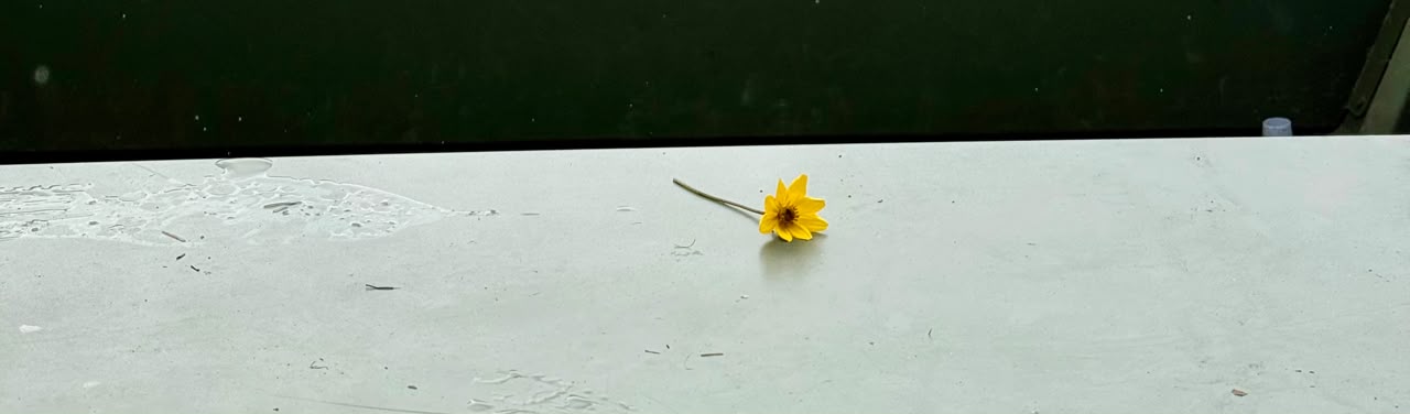 Flor